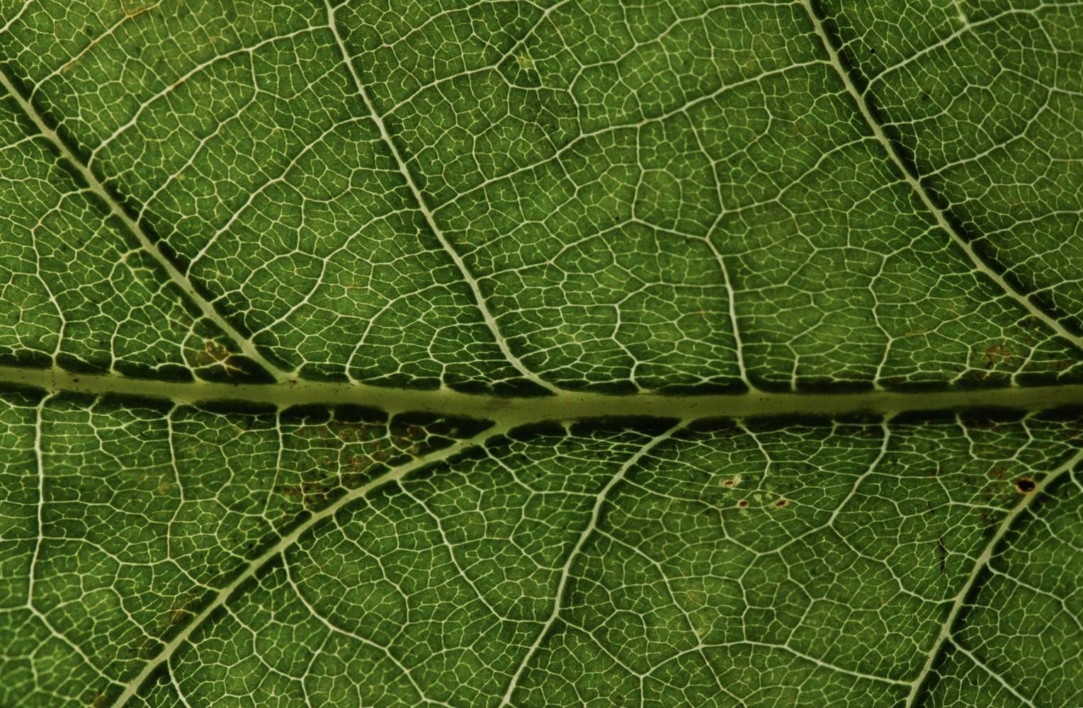 Macro of a leaf's midrib and branching veins